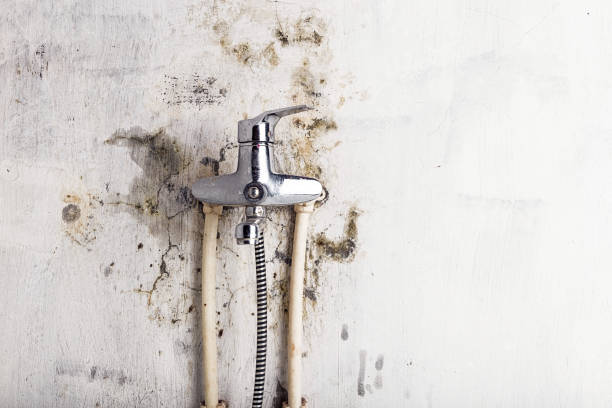 Best Toxic Mold Removal  in Nevada, TX