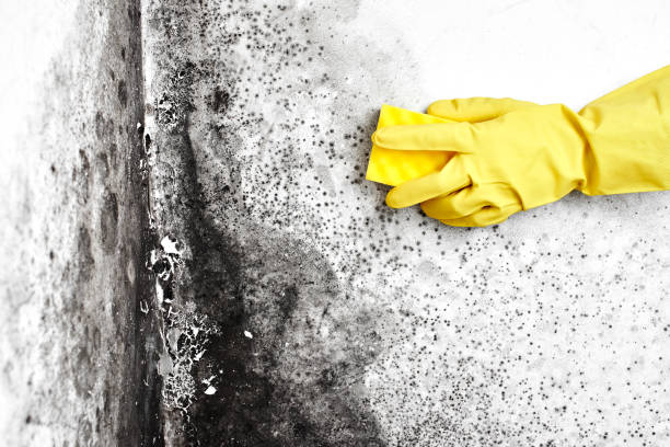 Best Mold Damage Repair  in Nevada, TX