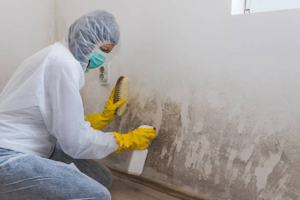 Best Professional Mold Removal  in Nevada, TX