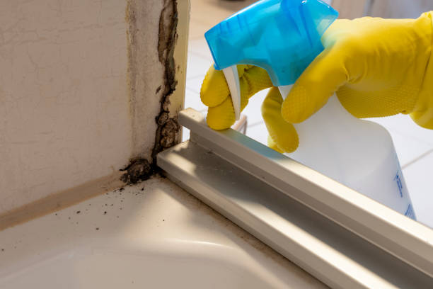 Best Home Mold Removal  in Nevada, TX