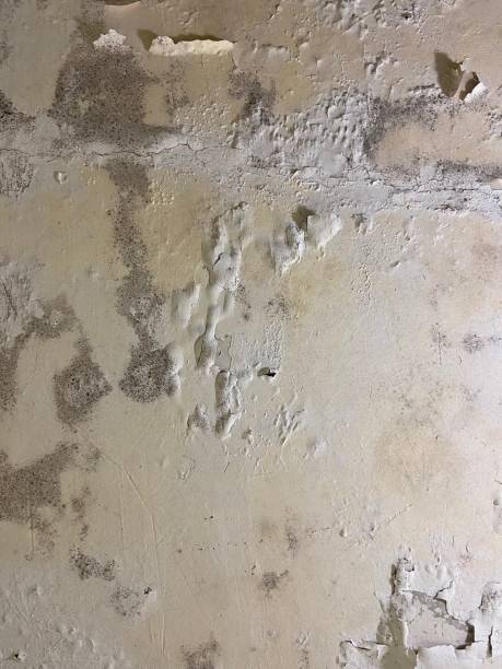 Best Office Mold Removal Services  in Nevada, TX