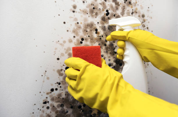 Best Mold Remediation  in Nevada, TX