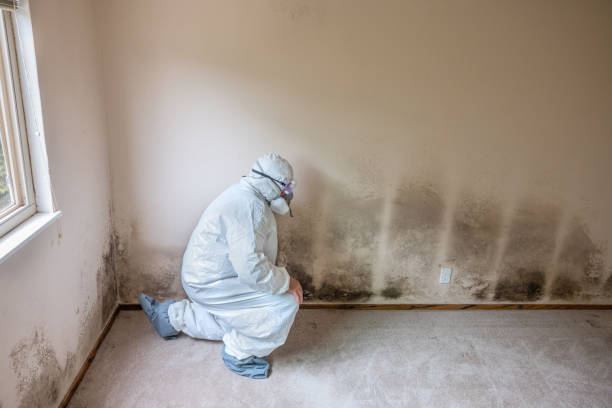 Best Mold Removal Company Near Me  in Nevada, TX