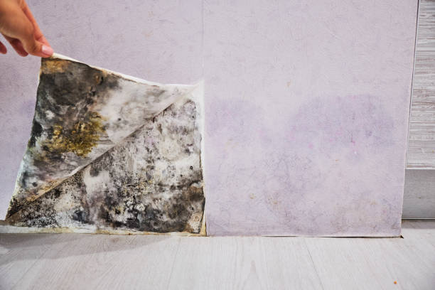 Best Emergency Mold Removal  in Nevada, TX